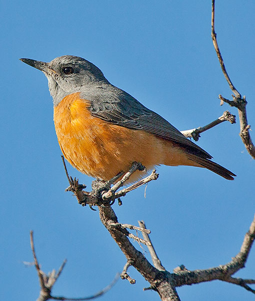 Short-toed Rock-Thrush race pretoriae